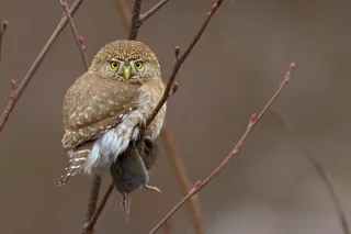 吸顶灯,鸟类,北美鸺,娇鸺,秘鲁鸺,有午餐