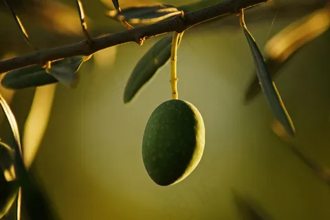 橄榄,吸顶灯,青橄榄,花卉,台灯,贤士 橄榄,吸顶灯,青橄榄,花卉,台灯,贤士