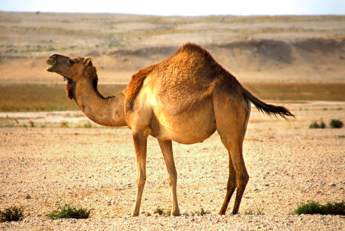 阿拉伯单峰驼,野骆驼,骆驼,羊驼,沙漠之舟,骆驼