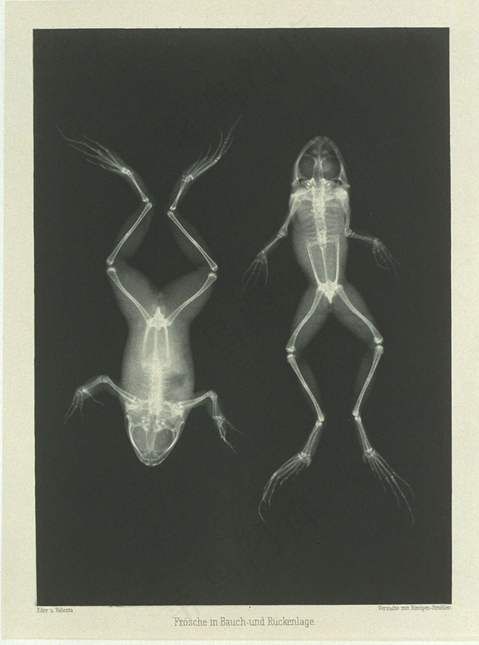 “ Bauch und Ruckenlage中的Frosche”（后部和正面的青蛙）