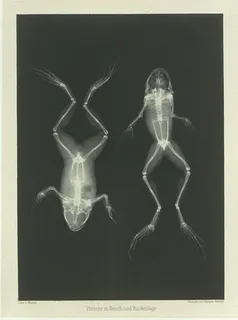 “ Bauch und Ruckenlage中的Frosche”（后部和正面的青蛙）