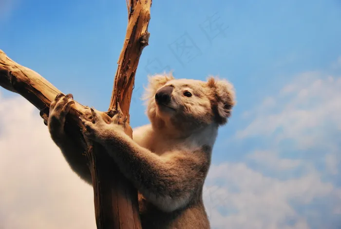 考拉
