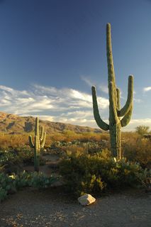 扁果菊,仙人掌,圆柱木,山峦,历史遗迹,柱仙人掌国家公园