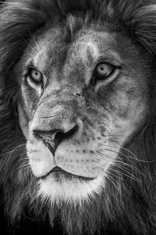 狮子,素描,头发,钢笔画,老虎,丛林之王