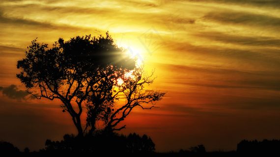 天空,霞光,树,雪树银花,晨曦,太阳神