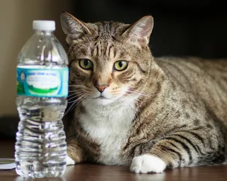 “水？我的牛奶在哪里？”