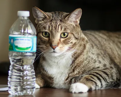 “水?我的牛奶在哪里?” “水?我的牛奶在哪里?”