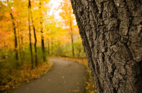 树,枫树,生态林,银杏树,银杏,通路