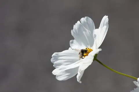 花卉,白波斯菊,山桃花,大波斯菊,藏红花,周一早上卡琳！
