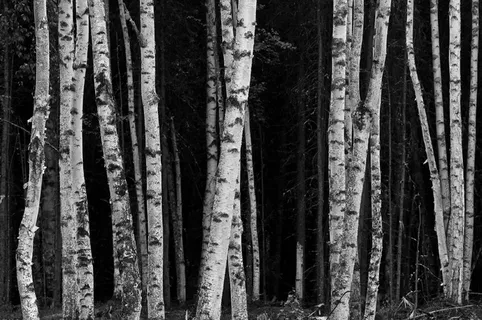 白桦,白桦树,白桦林,桦树,山杨,桦木