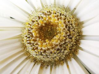 Es el dia de lasfl✿resen flick✔¸。•*¨**。¸