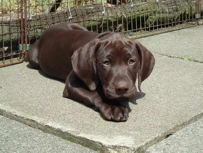 狗,小狗,波音达猎犬,拉不拉多猎犬,威玛猎犬,2004_Puppy Gus