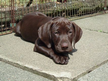 狗,小狗,波音达猎犬,拉不拉多猎犬,威玛猎犬,2004_Puppy Gus