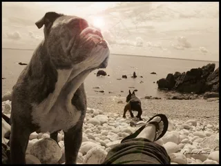 鸟类,小狗,工艺品,树,奥克兰动物园,Je veille sur toi！ :)