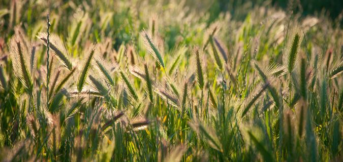 尾巴草,狗尾草,兰坪狼尾草,小麦,谷莠子,背光狐尾
