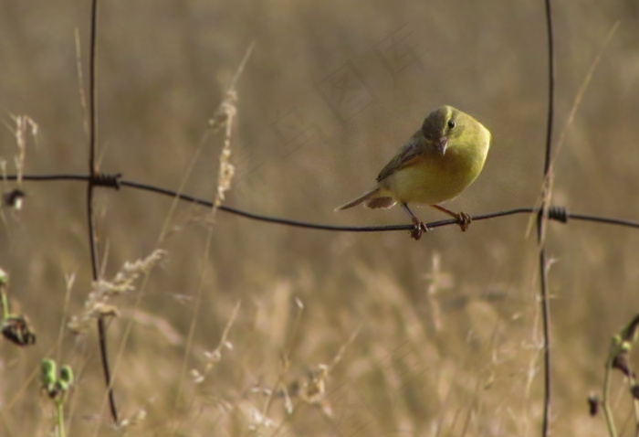 柳莺,金翅雀,黄腹山雀,戴菊,黄雀,柳莺
