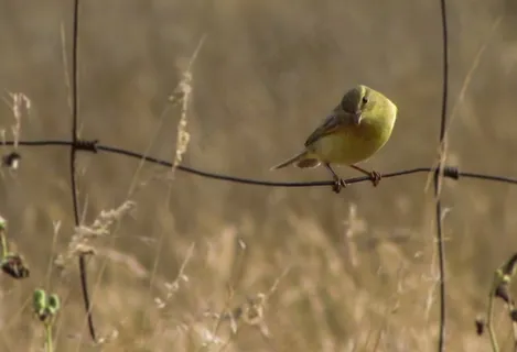 柳莺,金翅雀,黄腹山雀,戴菊,黄雀,柳莺