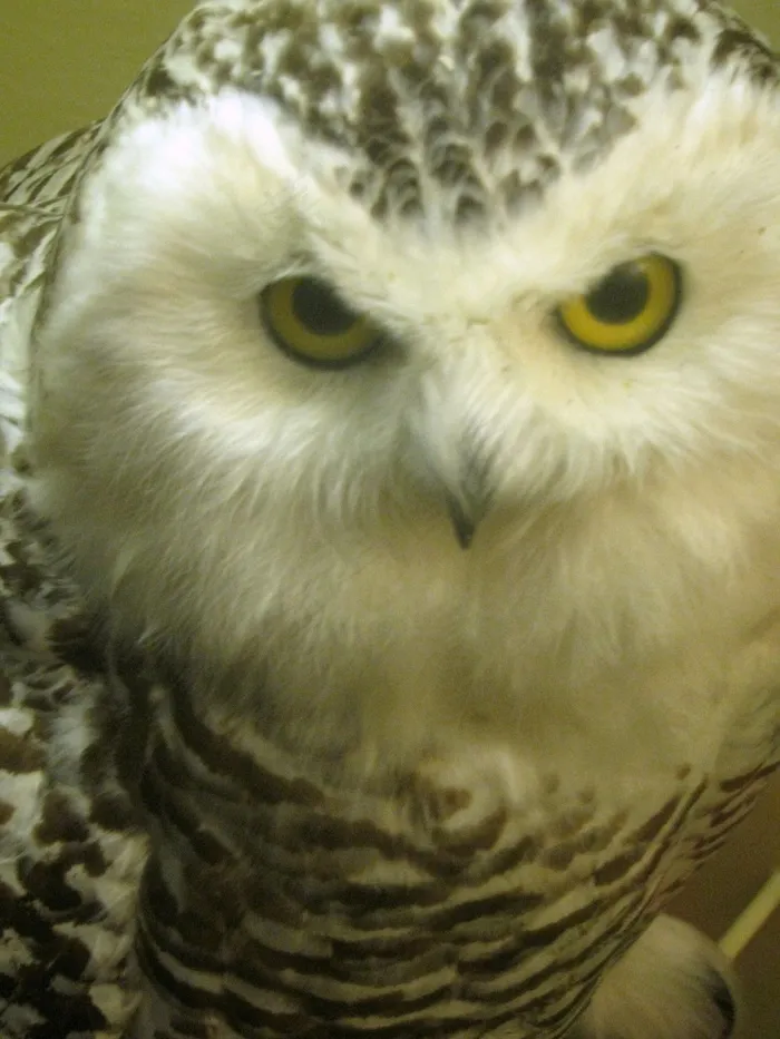 鸟类,雪鸮,工艺品,猫头鹰,雪,雪鸮