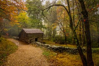 树,枫树,山峦,桂林海洋银杏,油画,山间农场