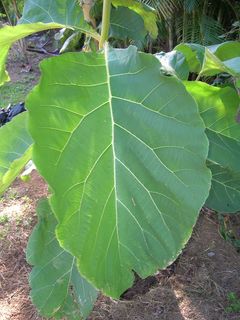 starr-060905-8730-Tectona_grandis-leaf-Lilikoi_Gulch_Haiku-Maui