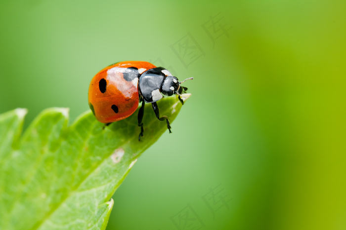 瓢虫,澳洲瓢虫,多种瓢虫,叶甲,玩具,Zevenstippelig lieveheersbeestje（Coccinella septempunctata）