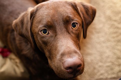 威玛猎犬,拉不拉多,匈牙利维斯拉犬,切萨皮克海湾寻回犬,维希拉猎犬,小狗的脸颊