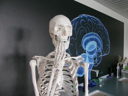 电风扇,人体骨骼,骷髅,运动鞋,恐龙化石,2014年2月18日 电风扇,人体骨骼,骷髅,运动鞋,恐龙化石,2014年2月18日