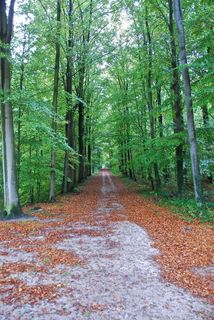 Les feuilles mortes sur le chemin（Tervurenpark-布鲁塞尔）