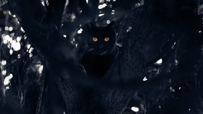 猫眼