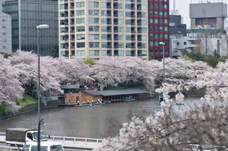 樱花盛开,日本樱花,冰雪,樱花树,江河,千鸟渊