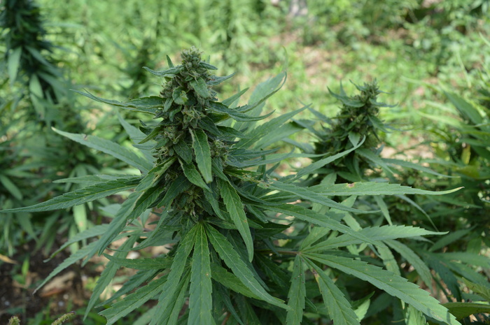 植物,树,花卉,玉米,盆栽植物,甘贾农场