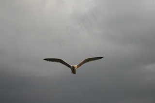 海鸥,飞机,红嘴鸥,管鼻藿,燕鸥,飞鸟