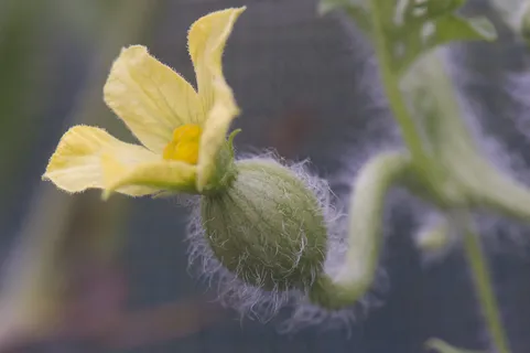 黄瓜花,黄瓜,南瓜花,苘麻,苦瓜花,西瓜花 黄瓜花,黄瓜,南瓜花,苘麻,苦瓜花,西瓜花