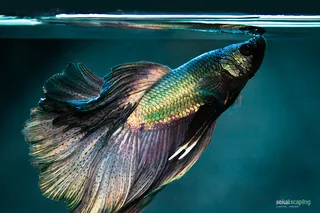 孔雀鱼,白金孔雀鱼,歧尾斗鱼,银龙鱼,叉尾斗鱼,斗鱼锦绣