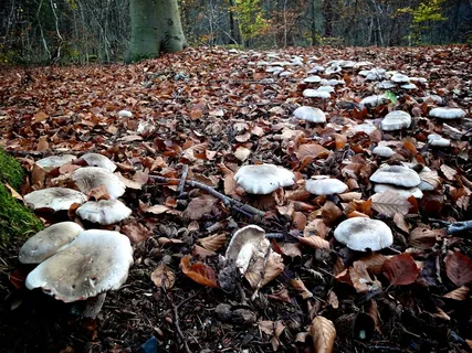 *,垃圾场,蘑菇,香菇,垃圾山,Hele grote heksenkring *,垃圾场,蘑菇,香菇,垃圾山,Hele grote heksenkring