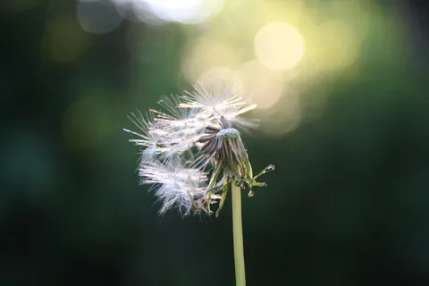 蒲公英,吸顶灯,薄公英,羊胡子草,蓟花,IMG_3666 蒲公英,吸顶灯,薄公英,羊胡子草,蓟花,IMG_3666