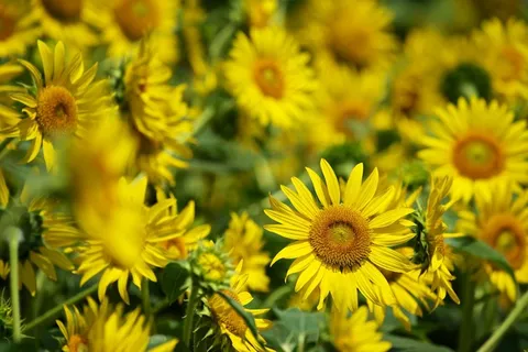 太阳花 太阳花