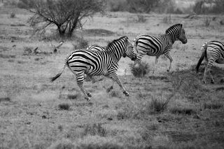 草原斑马,斑马,钢笔画,轿车,卡通动漫人物,斑马