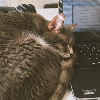 哺乳动物,鸟类,大灰熊,小狗,猫,本周要避免超级查克兄弟的批准而在家工作。