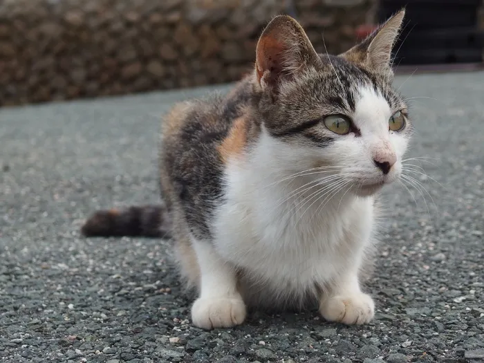 小狗,猫,挪威森林猫,布偶猫,三色猫,尼科