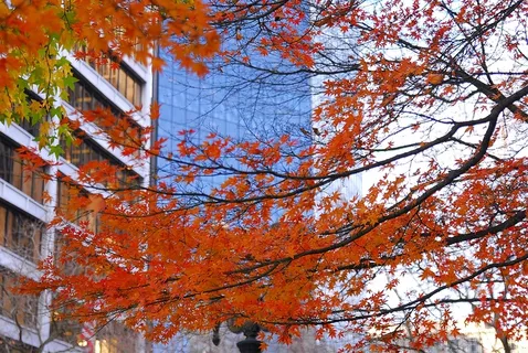 落在波特兰 落在波特兰