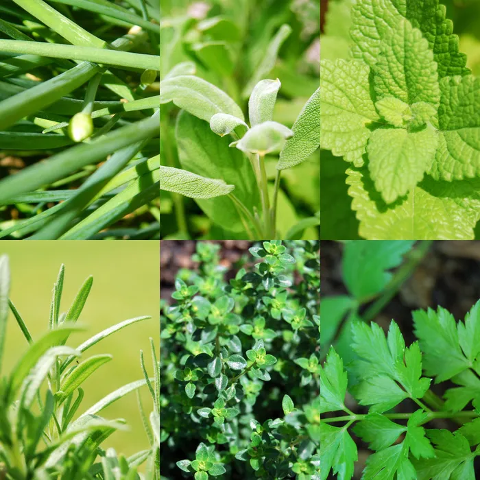 盆栽植物,树,锯边茴芹,花卉,绿色植物,草药拼贴