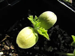 植物,盆栽植物,黄金螺,花卉,圆月,starr-090810-4156-Citrullus Lanatus-seedling-Olinda-Maui