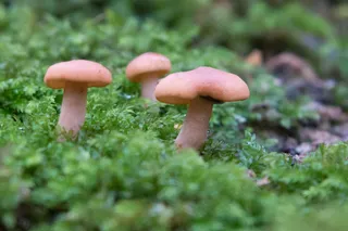 蘑菇,蜜环菌,硬柄小皮伞,蘑菇/菌类,牛肝菌,小世界