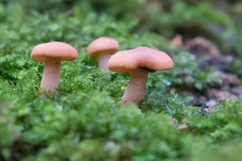 蘑菇,蜜环菌,硬柄小皮伞,蘑菇/菌类,牛肝菌,小世界 蘑菇,蜜环菌,硬柄小皮伞,蘑菇/菌类,牛肝菌,小世界