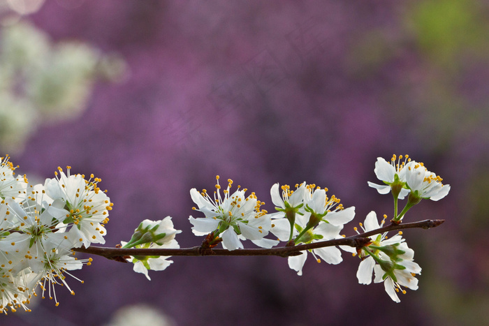 花卉,李花,樱桃花,梨花,黑刺李,梅花