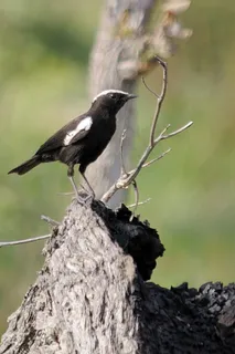 阿诺的聊天室,木杜姆国家公园 阿诺的聊天室,木杜姆国家公园