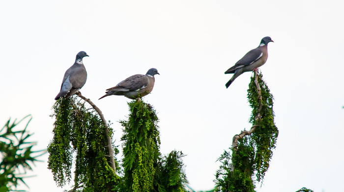 鸟类,钳嘴鹳,树,工艺品,道威派对