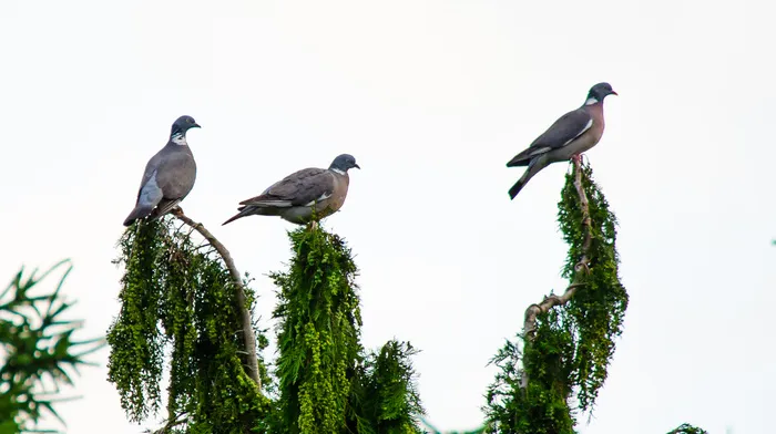 鸟类,钳嘴鹳,树,工艺品,道威派对