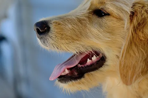 黄金猎犬,金毛/金毛寻回犬,金毛犬,苏俄猎狼,苏俄猎狼犬,狗日